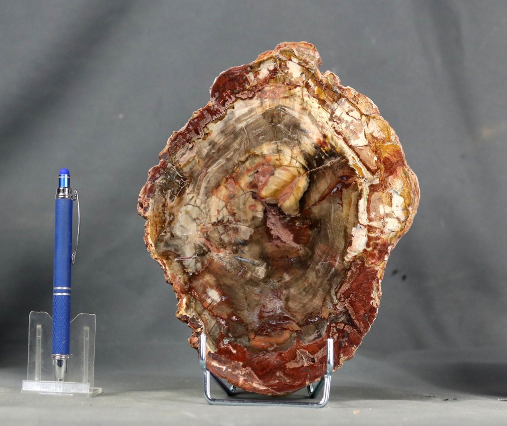 Madeira fossilizada bonita e decorativa em suporte - Polida com cores incomuns de vermelho, marrom e - Planta fossilizada - 22 cm - 17 cm #3.2