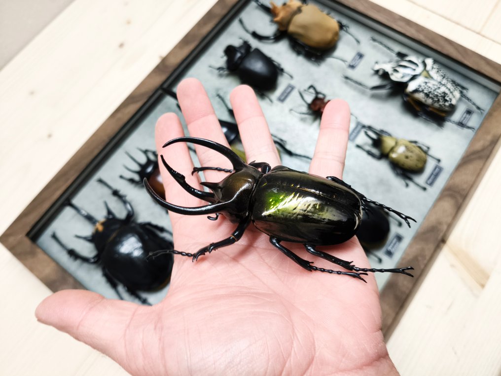 混合昆虫 动物标本剥制壁挂支架 - DYNASTINAE - 4 cm - 42 cm - 32 cm #4.3