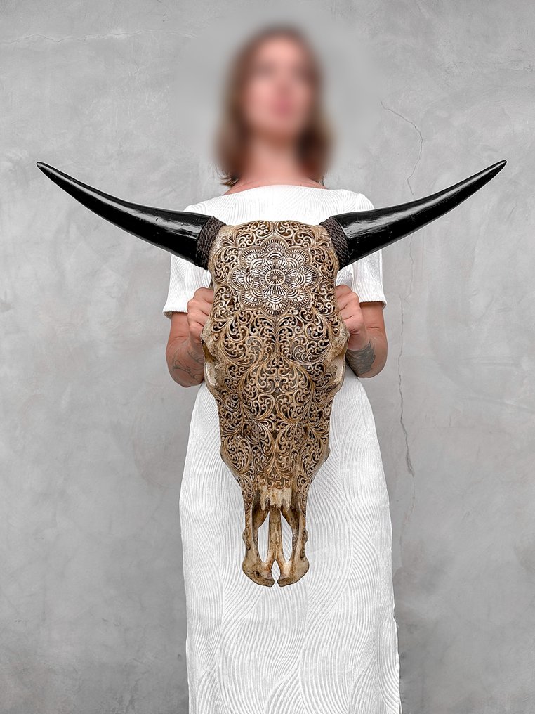 Χωρίς ελάχιστη τιμή - Εντυπωτικό μεγάλο χειροποίητο ξυλογραμμένο κρανίο ταύρου καφέ - Μοτίβο Λαξεμένο κρανίο - Bos Taurus - 59 cm - 66 cm - 17 cm- Είδη που δεν ανήκουν στο CITES -  (1) #2.1