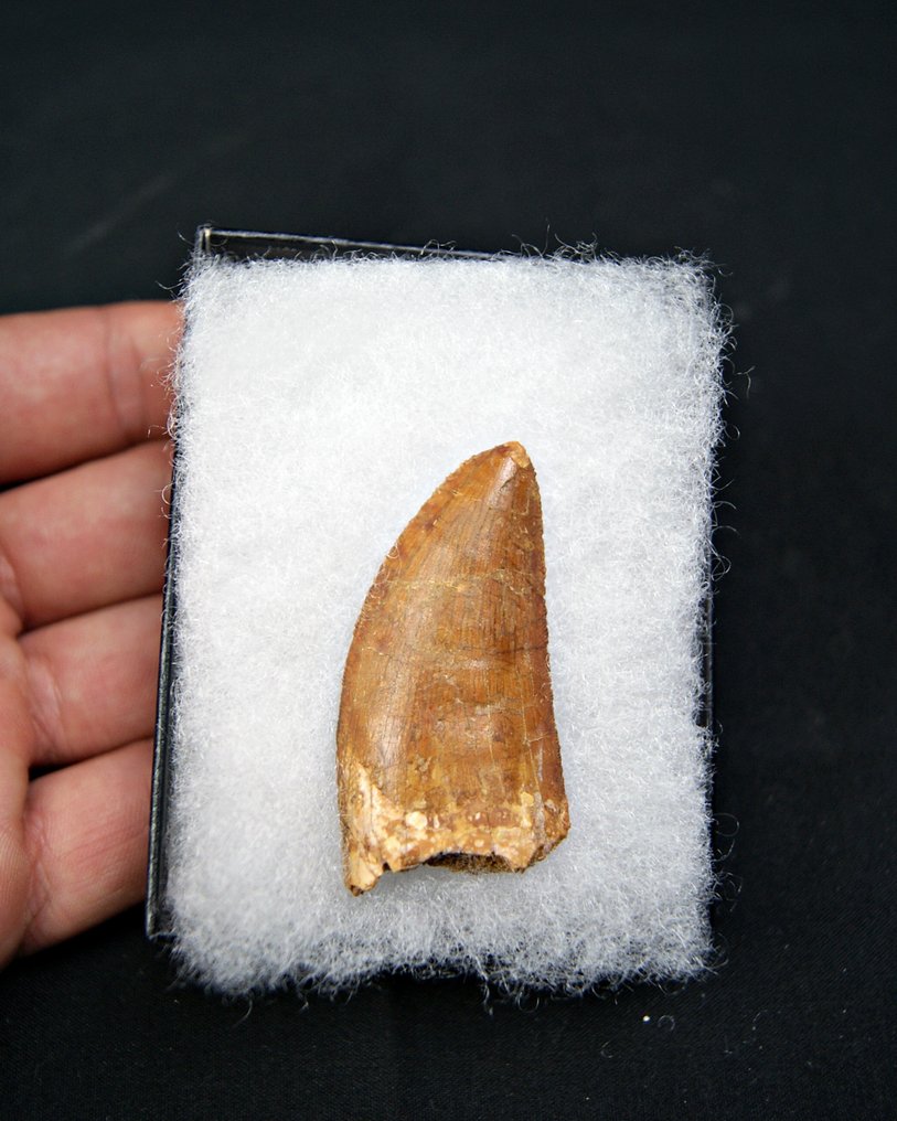 Dinosaure - Dent fossile - Carcharodontosaurus saharicus #4.3