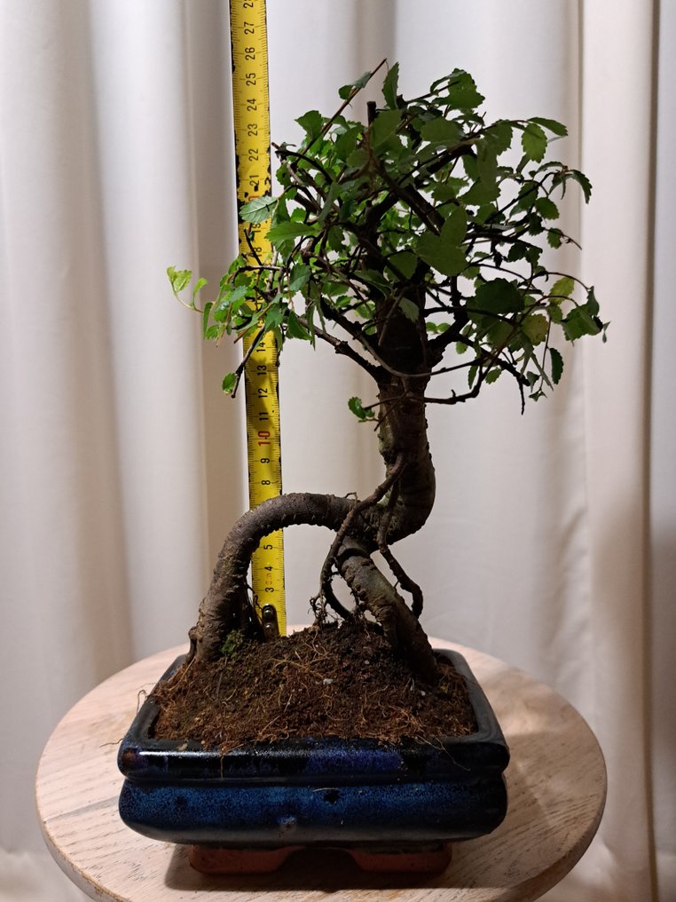 Chinese elm bonsai (Ulmus parviflora) - Height (Tree): 25 cm - Depth (Tree): 16 cm - Netherlands #4.3