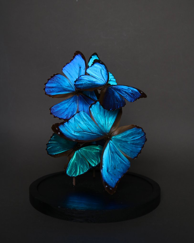 蝴蝶 动物标本剥制全身支架 - Morpho menelaus x Morpho didius - 30 cm - 24 cm - 24 cm - 非《濒危物种公约》物种 - 1 #1.0