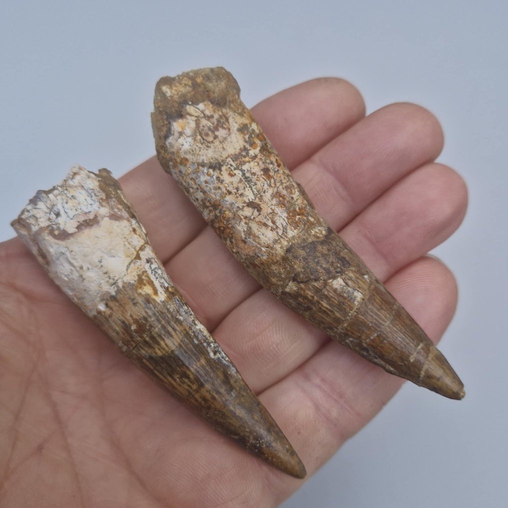 Dinosaur - Fossil teeth - Spinosaurus aegyptiacus - 87 mm - 23 mm (No reserve price) #4.3