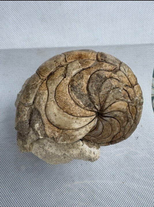 Nautiloid - Fossilised animal - Aturia sp. - 13.5 cm #1.0