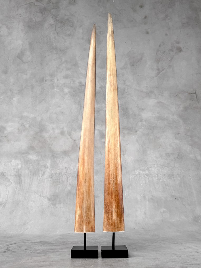 Χωρίς ελάχιστη τιμή - Εκθαμβωτικό ζεύγος μεγάλων ραμφών ξιφία σε βάσεις. Ρύγχος σε βάση - Xiphias Gladius - 78 cm - 7 cm - 7 cm- Είδη που δεν ανήκουν στο CITES #2.1