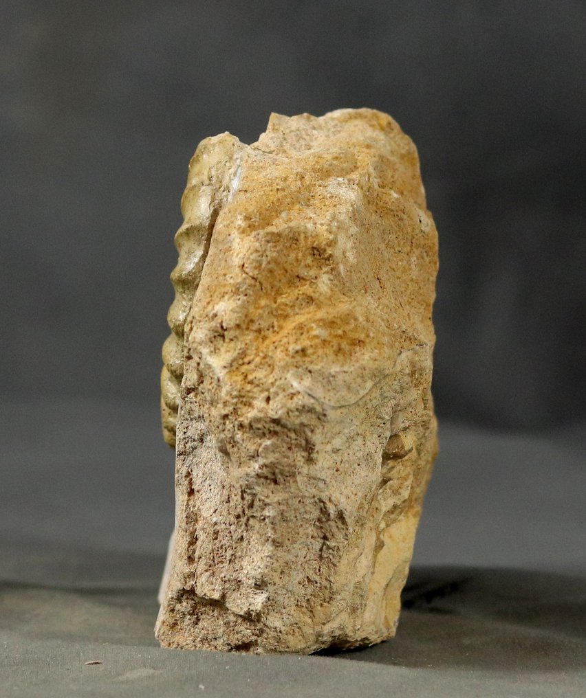 Fin calcit ammonit - Ovanlig grönaktig färg - Translucent - På sten - Fossiliserat djur - Acanthopleuroceras maugenesti - 15.5 cm - 10.5 cm (Utan reservationspris) #3.2