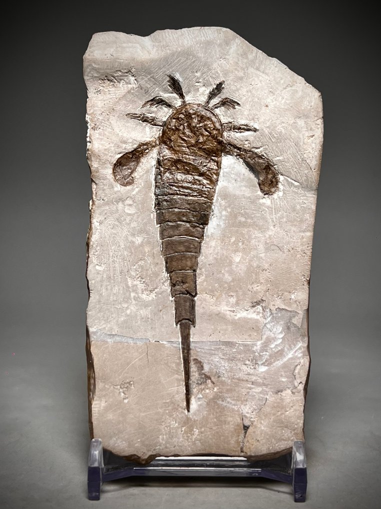 Straordinario scorpione di mare molto dettagliato. - Carapace fossile - Eurypterus (Baltoeurypterus) tetragonophthalmus Fischer, 1839 #1.0