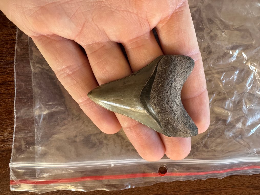 Megalodon - Fossil tann - 6.1 cm - 4.5 cm (Ingen reservasjonspris) #2.1