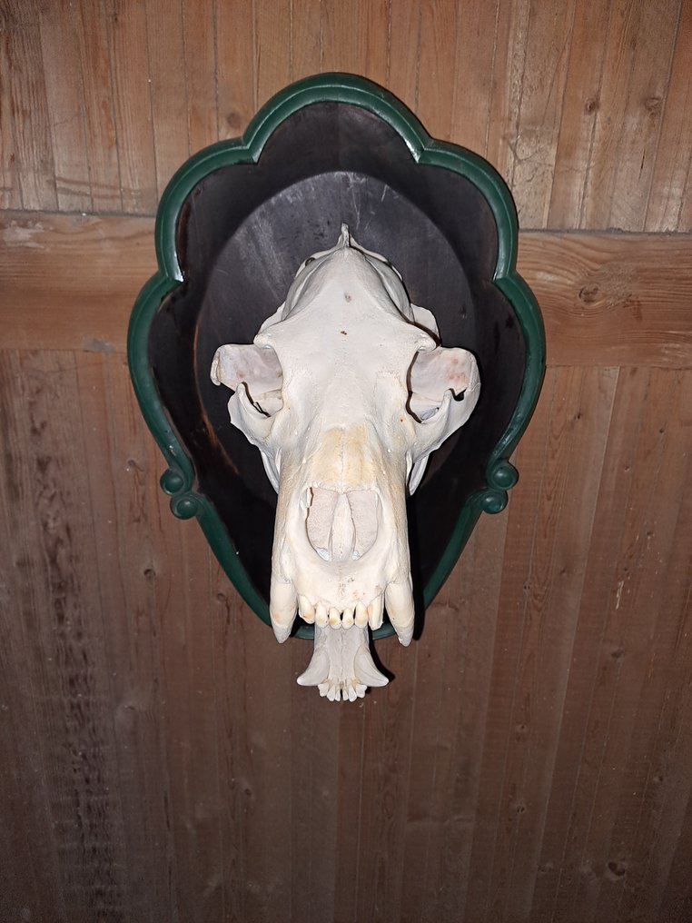 Polar Bear Skull - Ursus maritimus - 50 cm - 36 cm - 30 cm- CITES Appendix II - Annex B in the EU - (1) #1.0