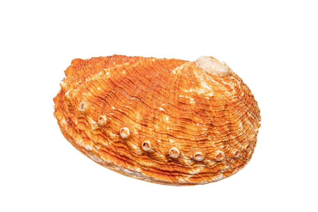 收藏品 TOP Pourtales的鲍鱼 骨架 - Haliotis pourtalesii - 0 cm - 0 cm - 123 mm- 非《瀕臨絕種野生動植物國際貿易公約》物種 - (1) #2.1