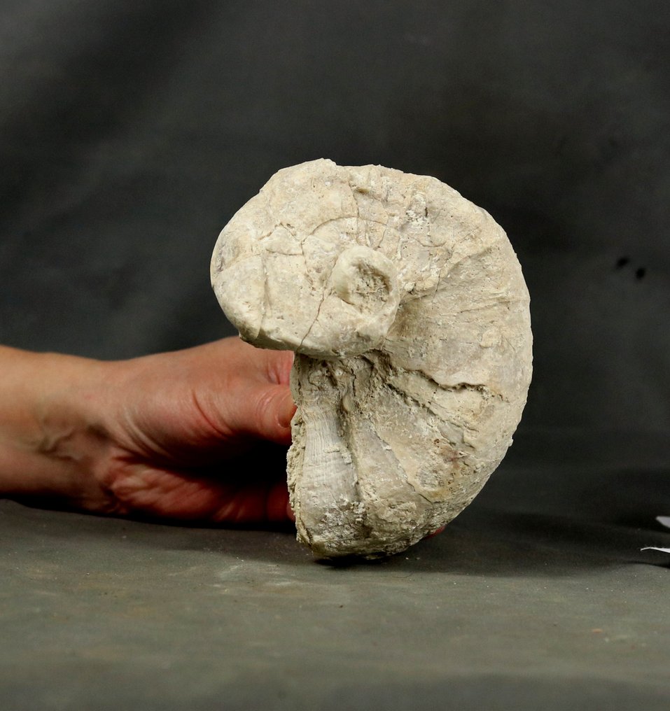 Rudiste fossile naturale - buona conservazione - Animale fossilizzato - Requienia ammonia - 12 cm (Senza prezzo di riserva) #3.2