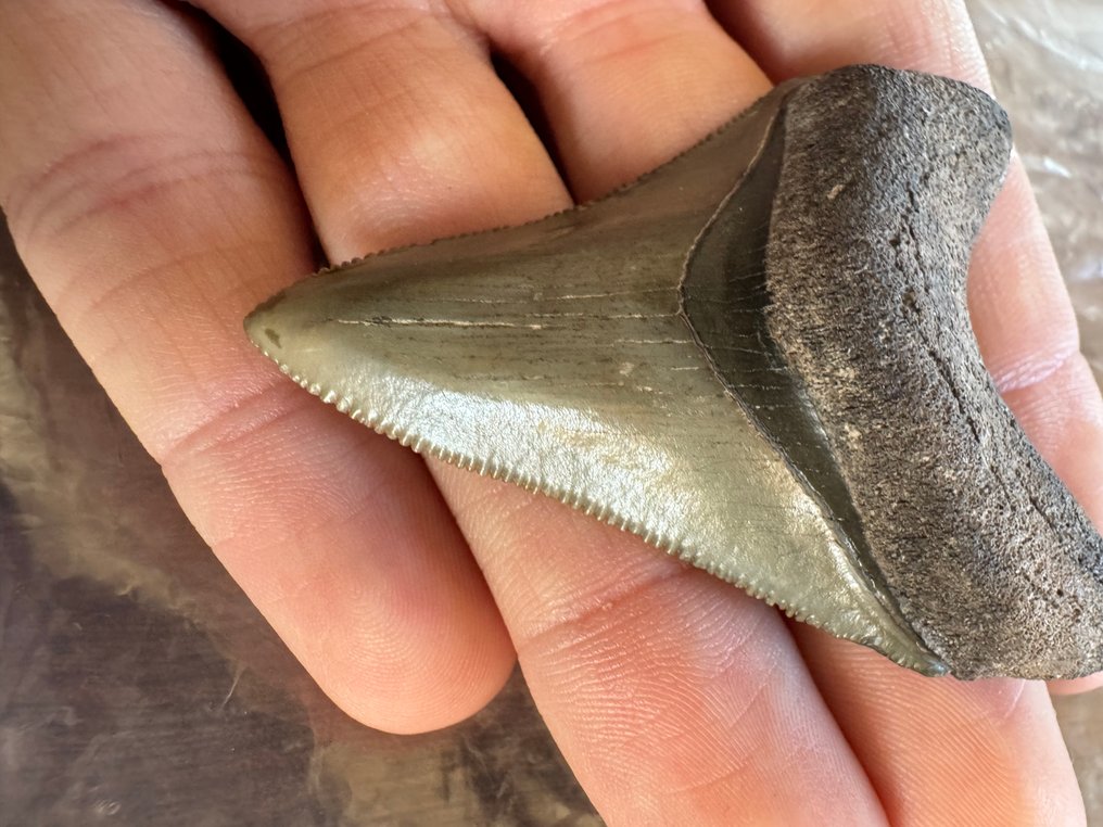 Megalodon - Fossil tann - 6.1 cm - 4.5 cm (Ingen reservasjonspris) #3.2