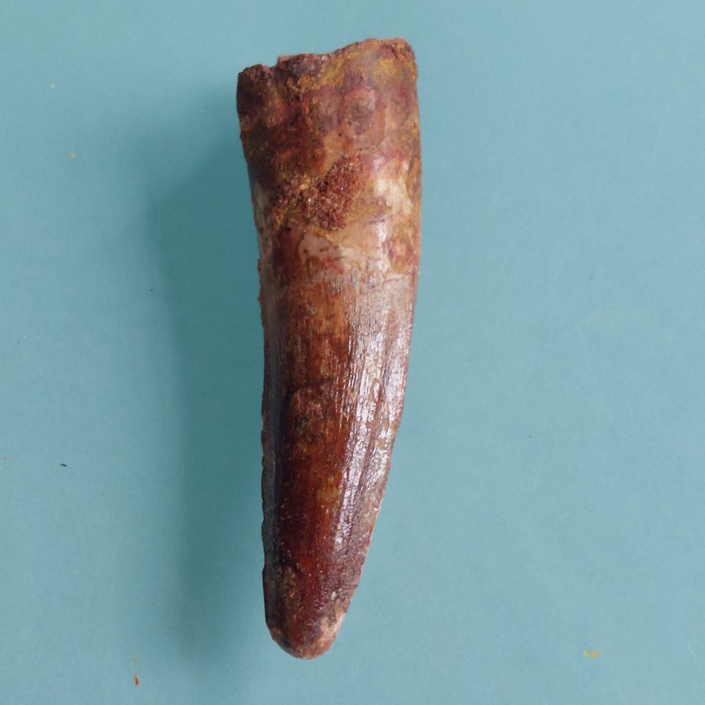 Dinossauro - Dente fóssil - Spinosaurus aegyptiacus - 72 mm - 20 mm  (Sem preço de reserva) #1.0