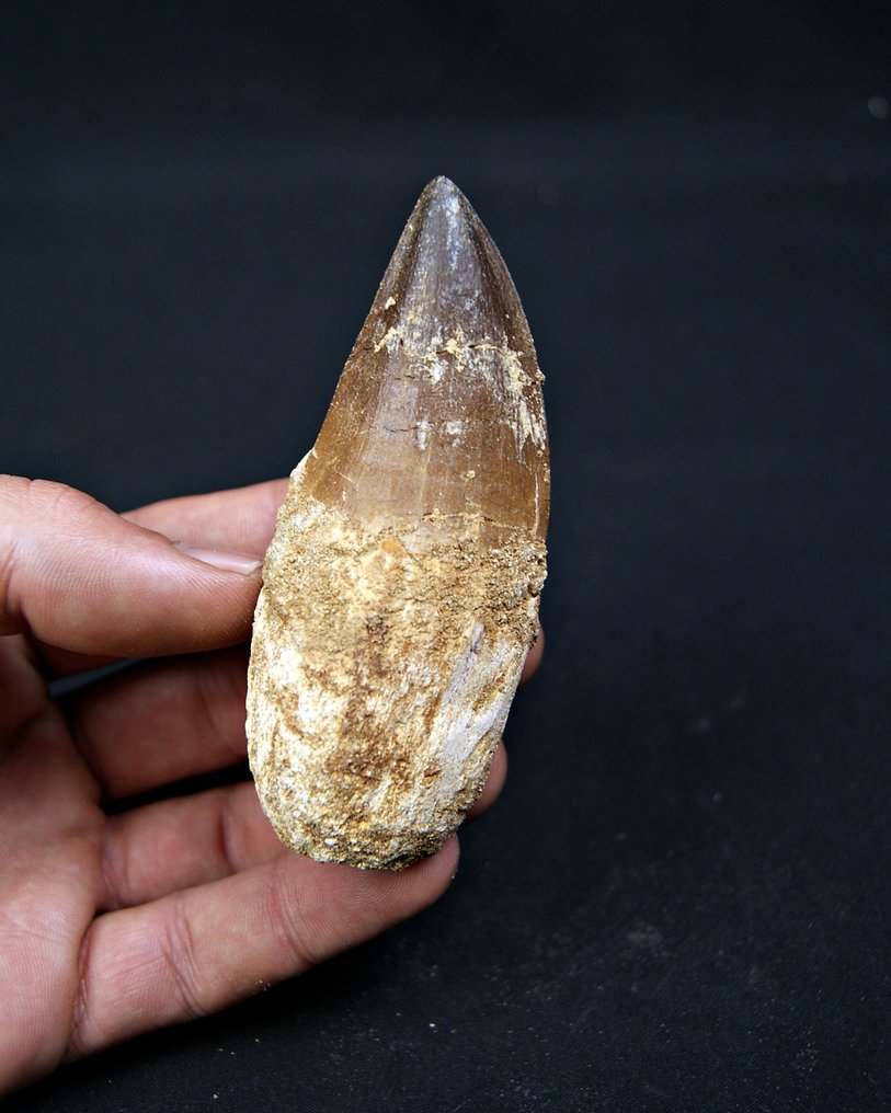 Mosasauro - Dente fossile - Mosasaurus (Senza prezzo di riserva) #1.0