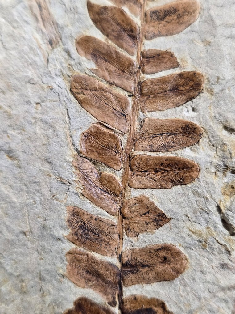 Fossile Anlage - Fossil-Matrix - Neuropteris ovata (Ohne mindestpreis) #4.3
