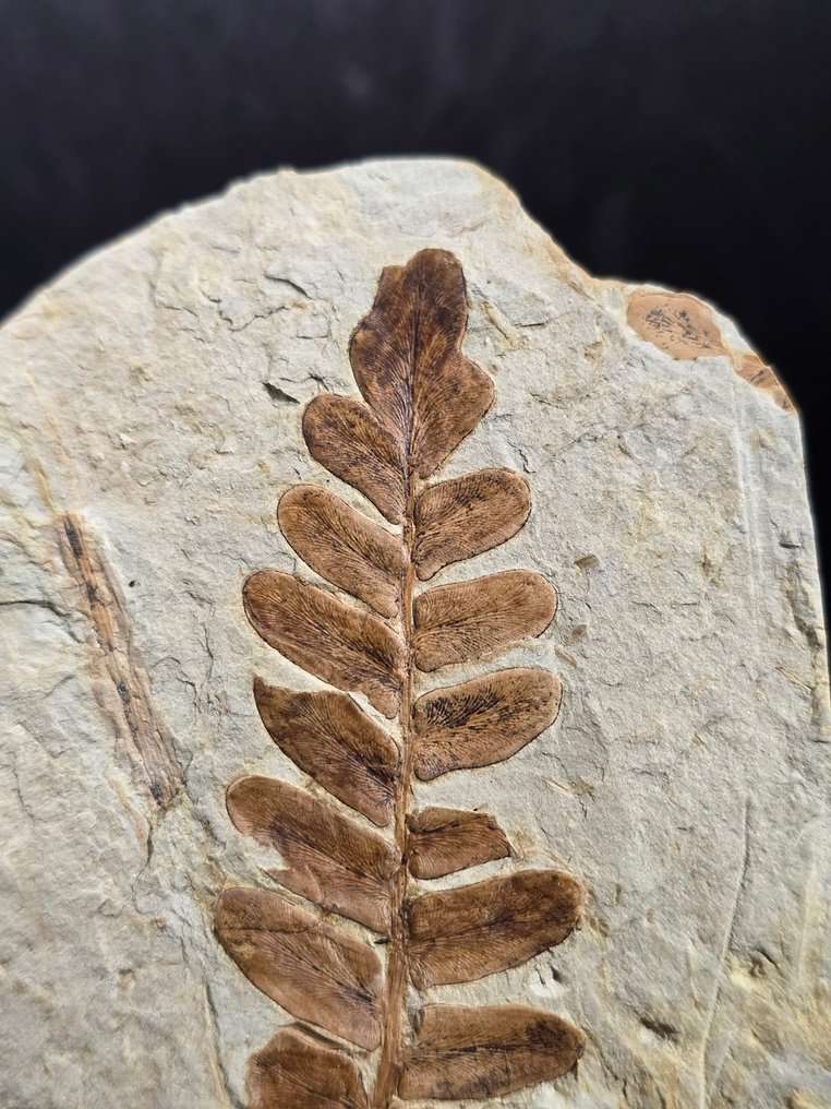 Fossile Anlage - Fossil-Matrix - Neuropteris ovata (Ohne mindestpreis) #3.2