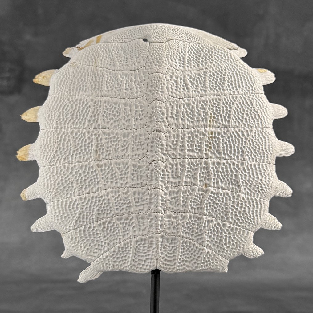 Χωρίς ελάχιστη τιμή - Εκθαμβωτικό καβούκι Κινέζικης μαλακής χελώνας σε προσαρμοσμένη βάση. Οστό - Pelodiscus Sinensis - 29 cm - 20 cm - 7 cm- Είδη που δεν ανήκουν στο CITES -  (1) #4.3