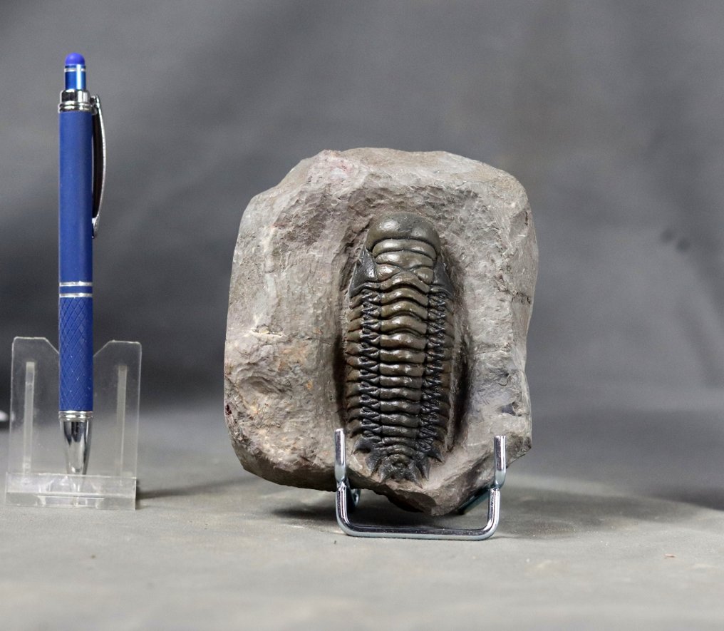 Cel mai fin trilobit cu culori multiple - cel mare - - Animale fosilizate - Crotalocephalus gibbus - 8.5 cm #3.2