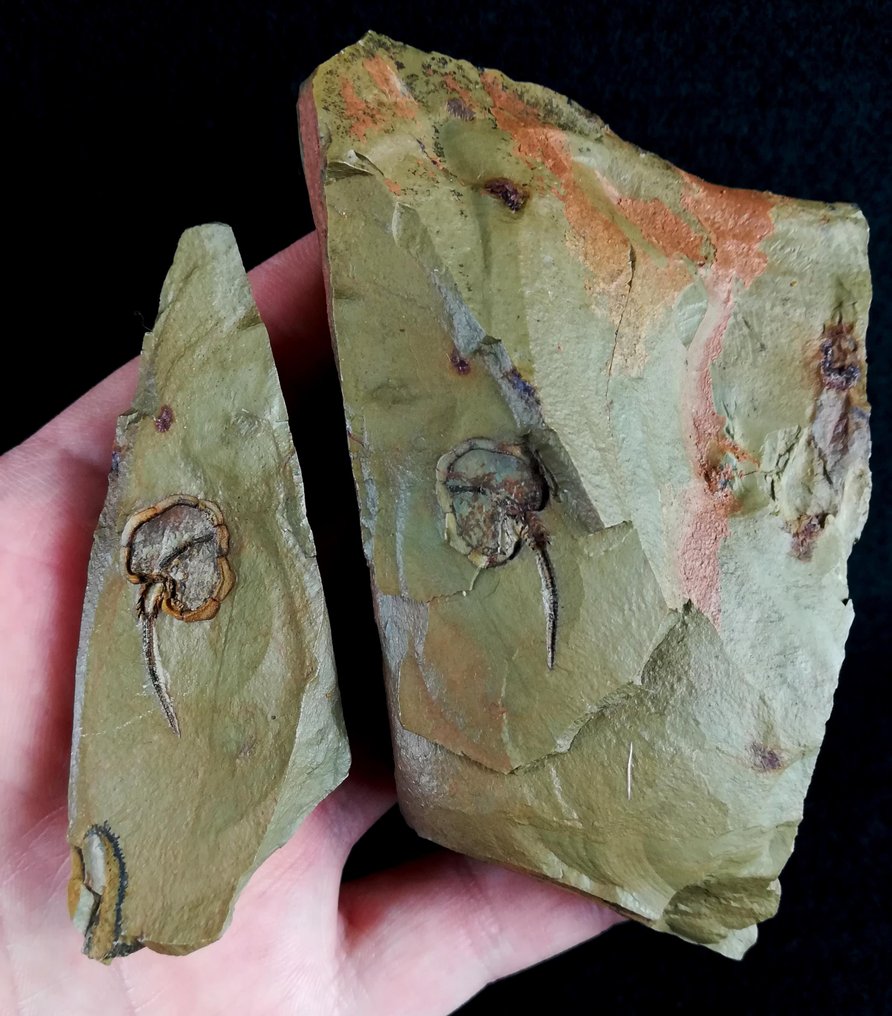 Mysterious primitive echinoderm! - Horned - Fossiliserat djur - Amygdalotheca griffei (UBAGHS, 1969) - 90 mm - 60 mm #2.1