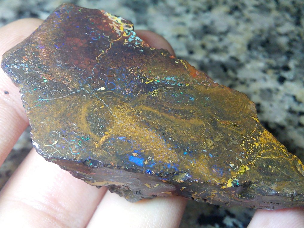 258,2 ct - Smuk stor australsk Boulder Opal. Rough - Multifarvet!- 51.64 g #1.0
