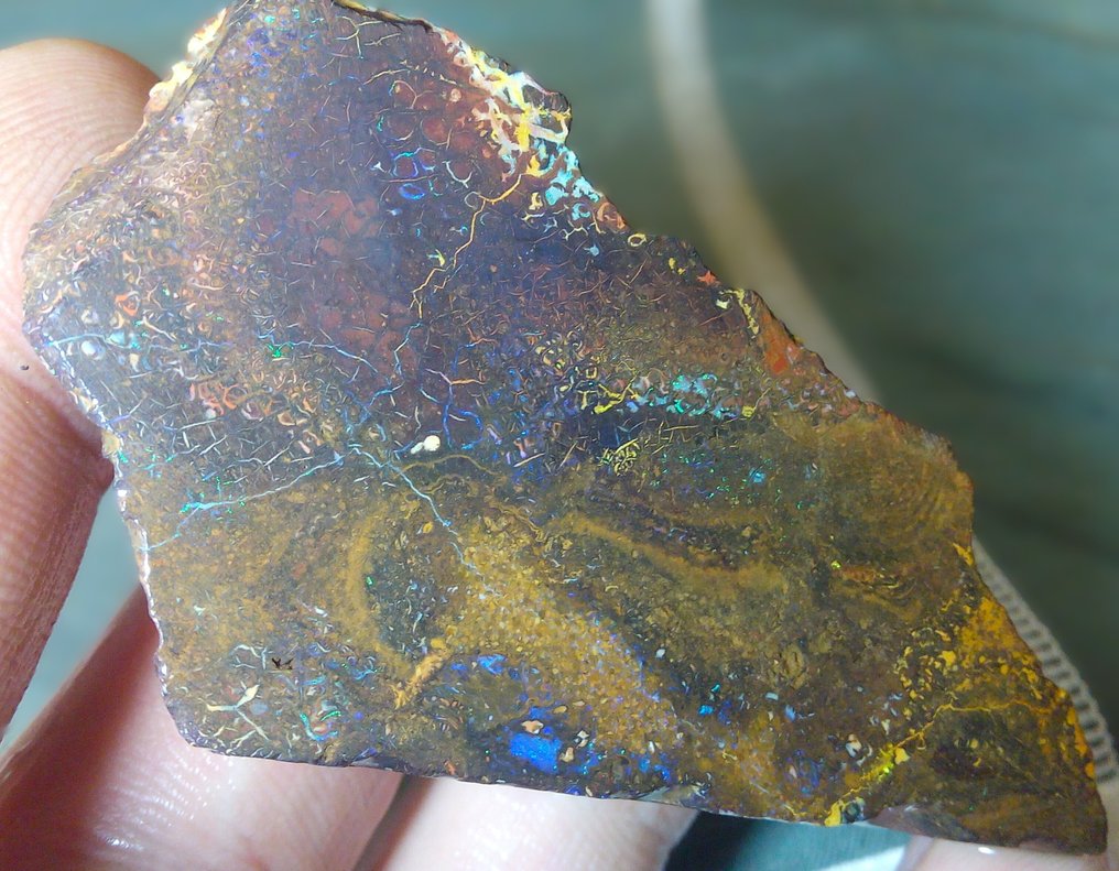 258,2 ct - Smuk stor australsk Boulder Opal. Rough - Multifarvet!- 51.64 g #1.0