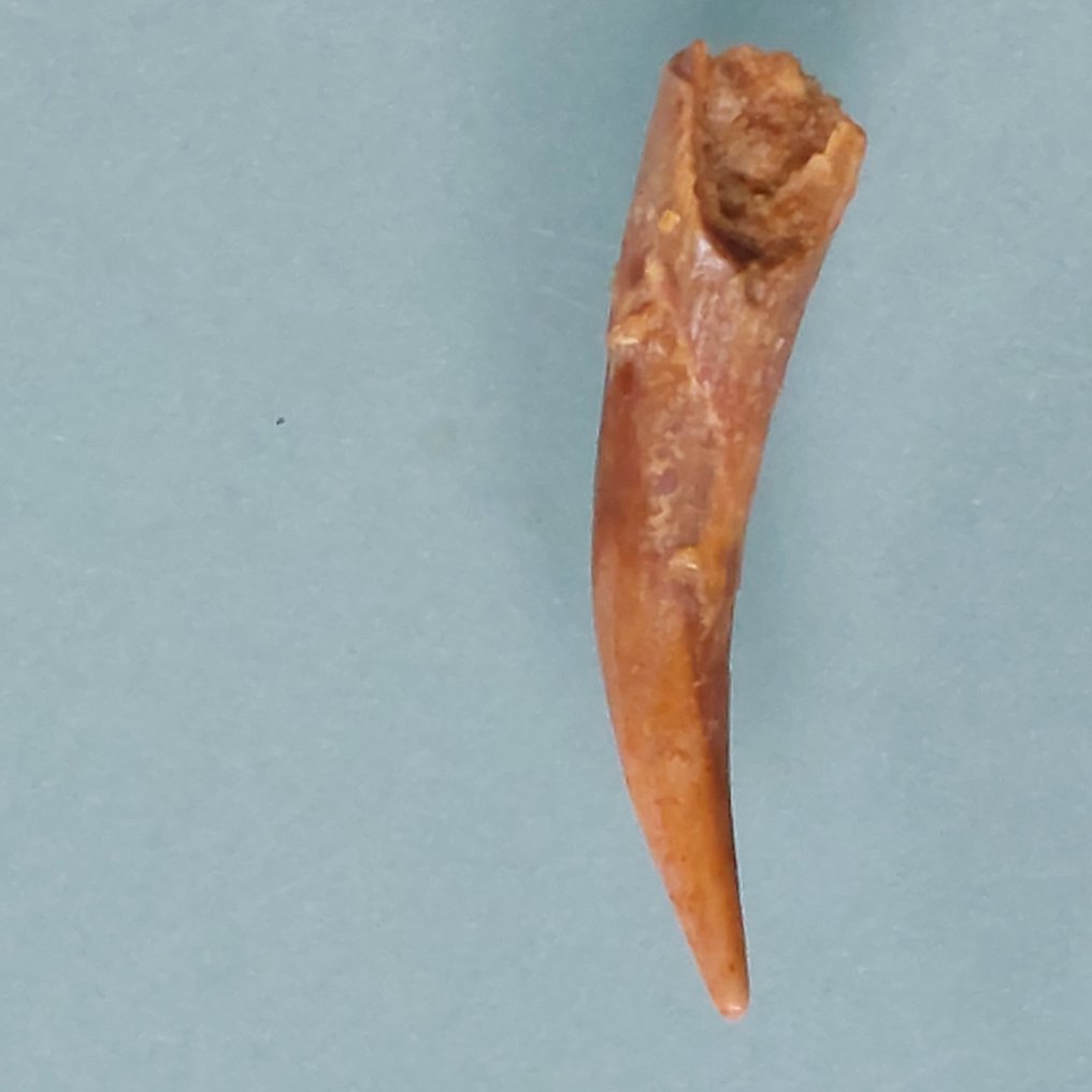 Pterosaur - Απολιθωμένο δόντι - 32 mm - 5 mm  (χωρίς τιμή ασφαλείας) #3.2