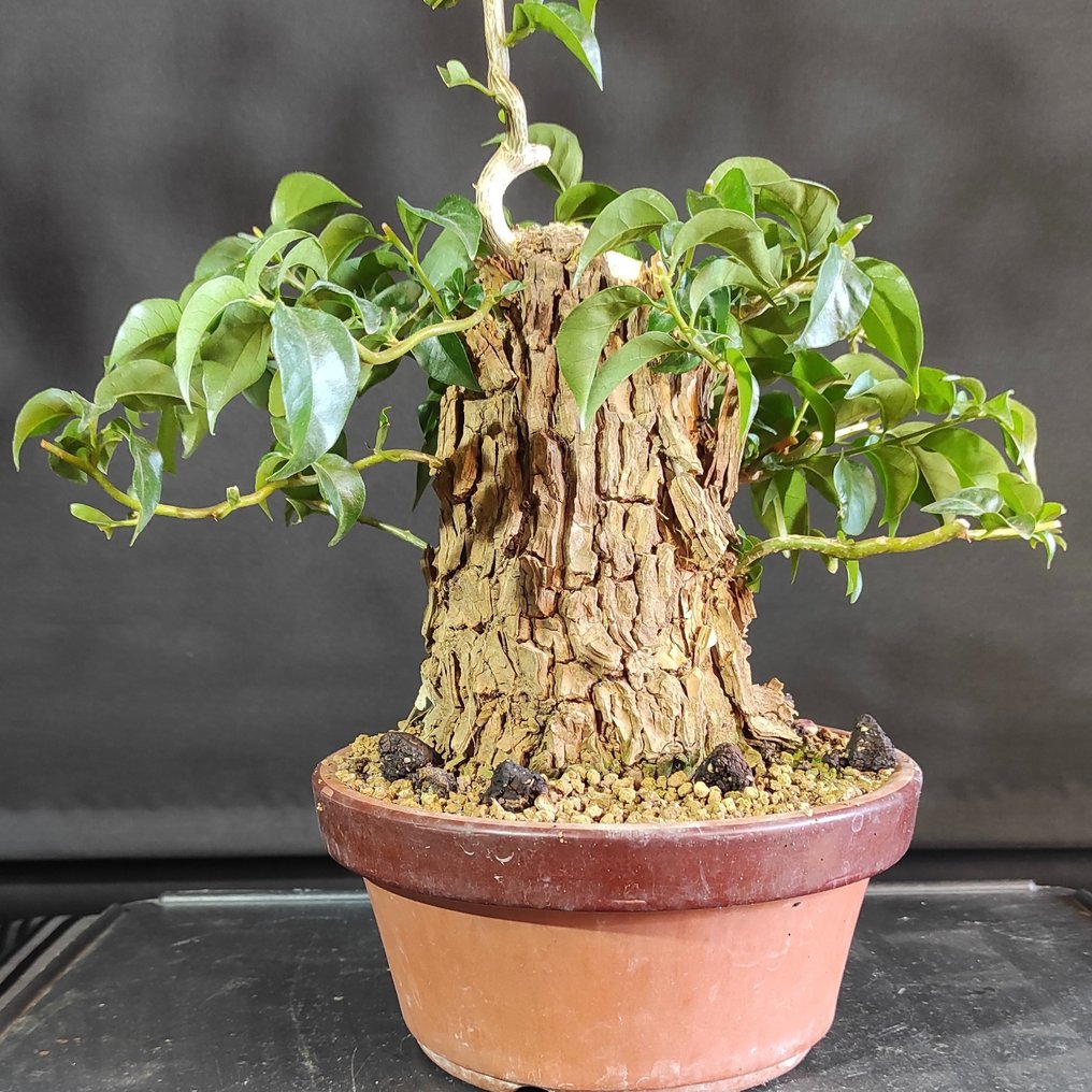 Bougainvillea bonsai (Bougainvillea glabra) - Height (Tree): 40 cm - Depth (Tree): 22 cm - Spain #1.0