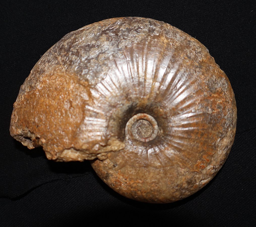 Σετ διαφόρων απολιθωμάτων από την Ιουρασική - χωρίς ελάχιστη τιμή. - Απολιθωμένο κέλυφος  (χωρίς τιμή ασφαλείας) #3.2