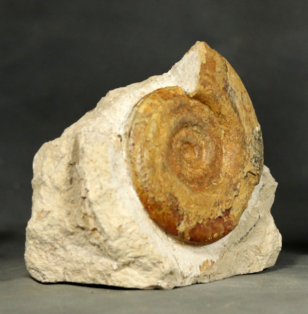 Fina ammonit - Fina färger - Kalcitbyte - På sten - Fossiliserat djur - Hildoceras bifrons - 14 cm - 12 cm (Utan reservationspris) #3.2