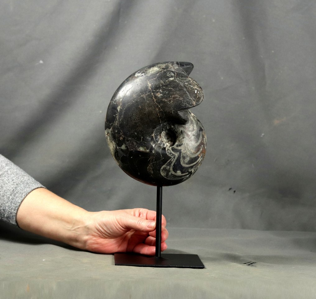 Großer dekorativer Goniatite – auf Ständer - Tierfossil - Manticoceras cf. intumescens #1.0