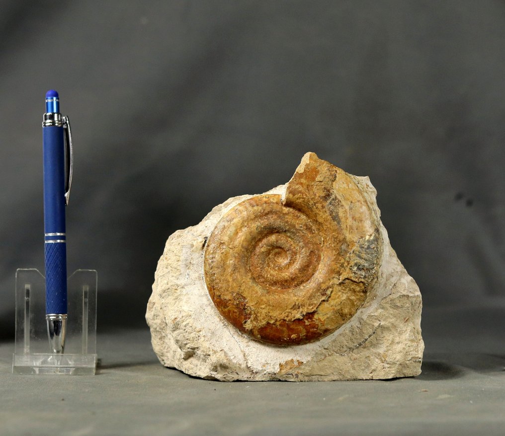 Fina ammonit - Fina färger - Kalcitbyte - På sten - Fossiliserat djur - Hildoceras bifrons - 14 cm - 12 cm (Utan reservationspris) #1.0