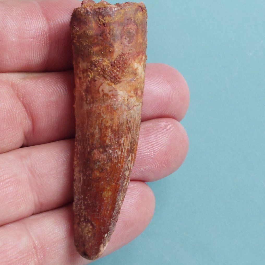 Dinossauro - Dente fóssil - Spinosaurus aegyptiacus - 72 mm - 20 mm  (Sem preço de reserva) #2.1