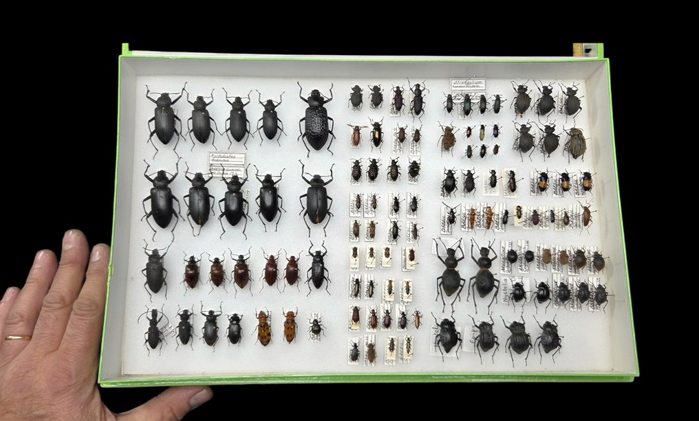 Brazil and others  Beetles Tenebrionidae Collection (39x26 cm )  - Διόραμα - 1990-2000 - Νότια Αμερική #1.0