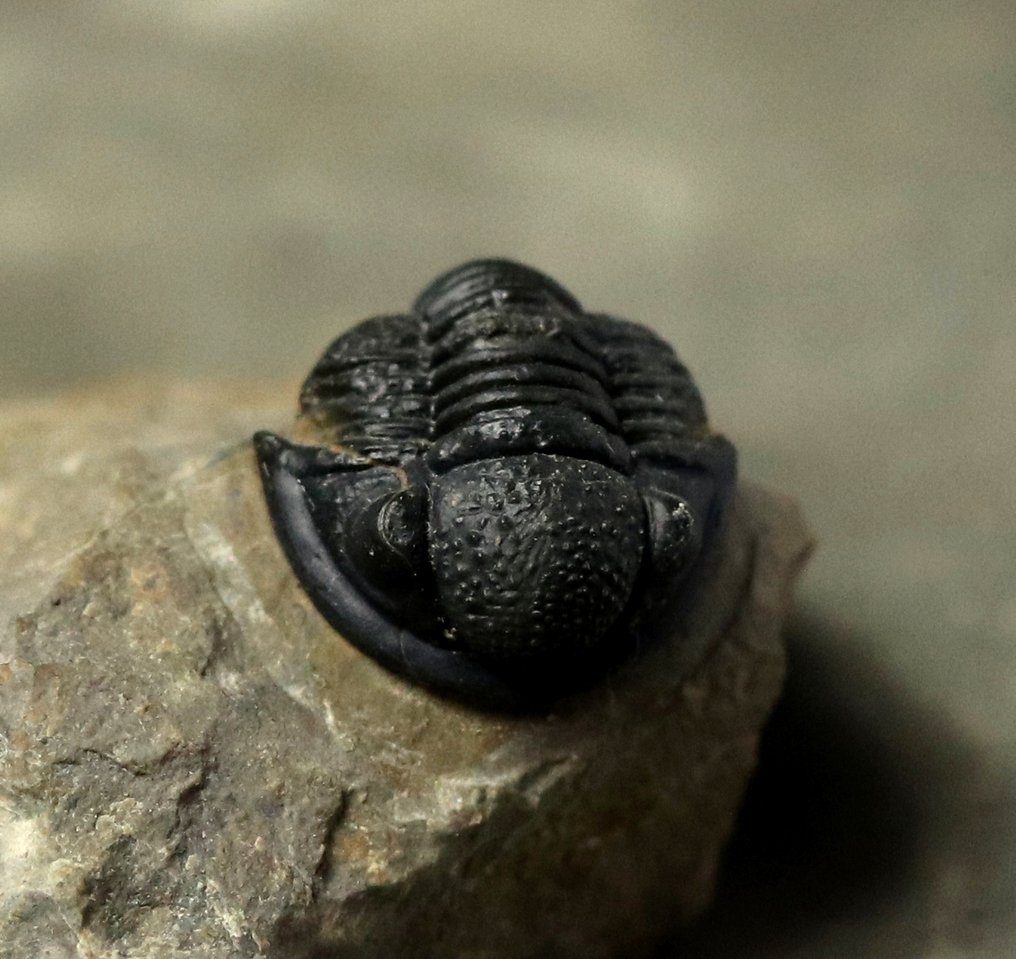 Trilobit de calitate fină - Animale fosilizate - Proetus granulosus (Fără preț de rezervă) #1.0