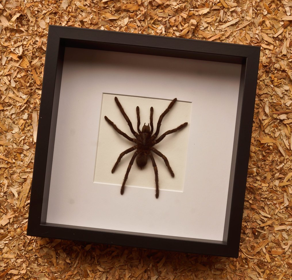 Tarantula Eksponat taksydermiczny (całe ciało) - Eurypelme spinicrus - 27 cm - 27 cm - 6 cm #2.1