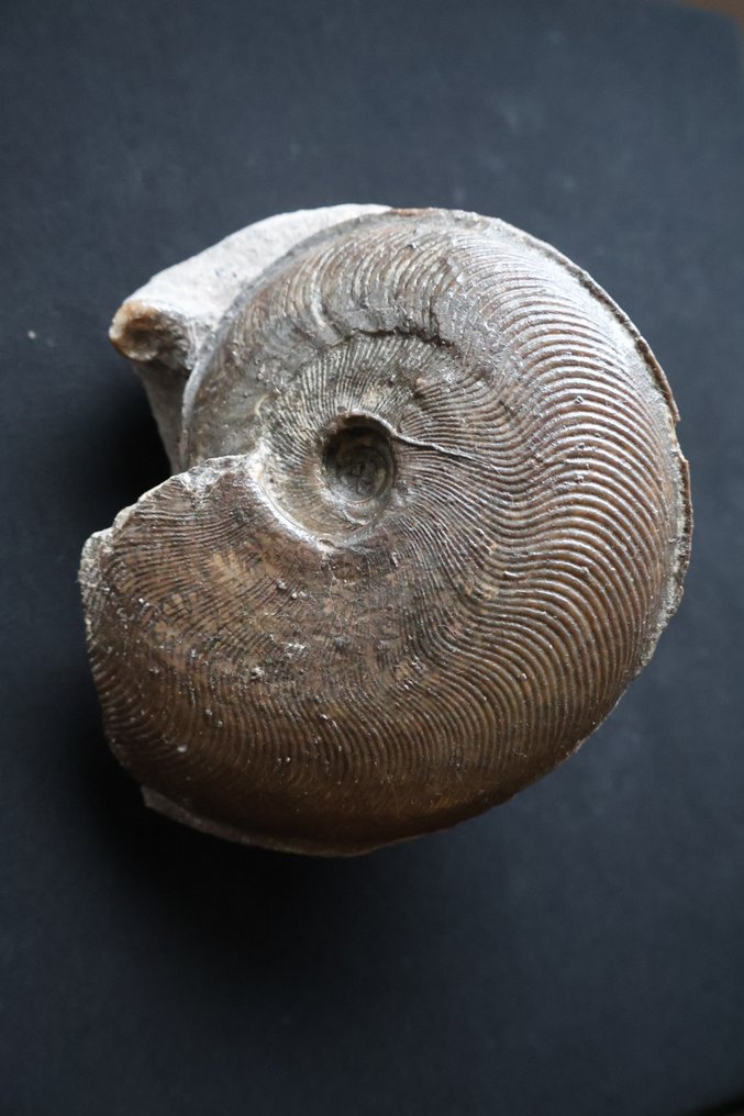 顶级品质 - 侏罗纪菊石 - 贝壳化石 - Harpoceras subplanatum #4.3