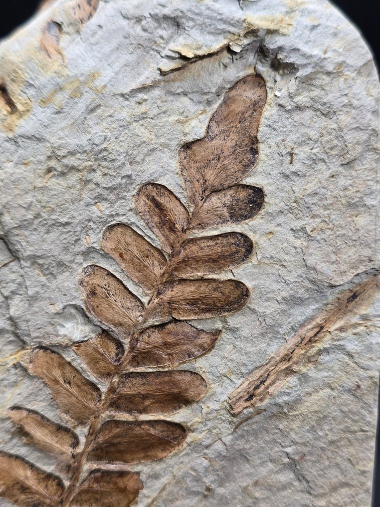 Φυτικό απολίθωμα - Απολιθωμένη μήτρα - Neuropteris ovata (χωρίς τιμή ασφαλείας) #1.0