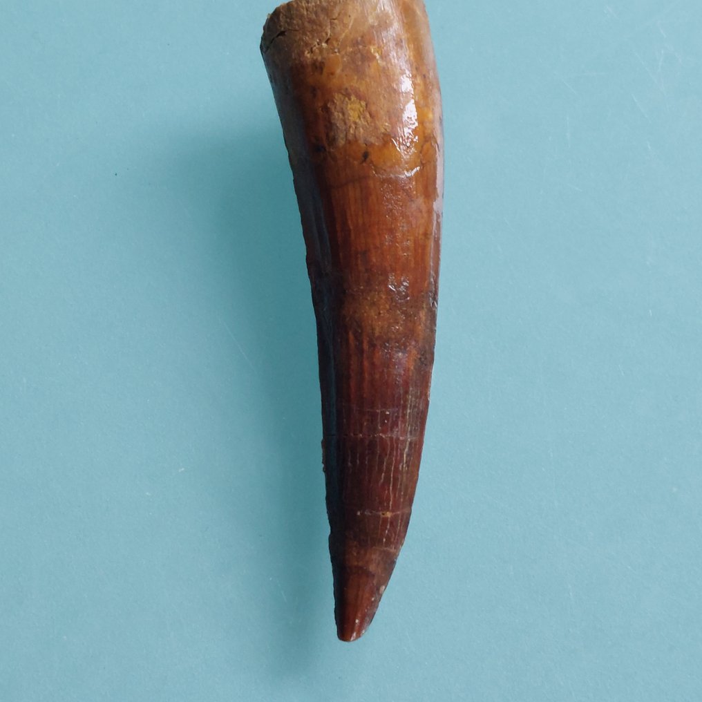 Dinosaur - Fossil tooth - Spinosaurus aegyptiacus - 72 mm - 18 mm #3.2