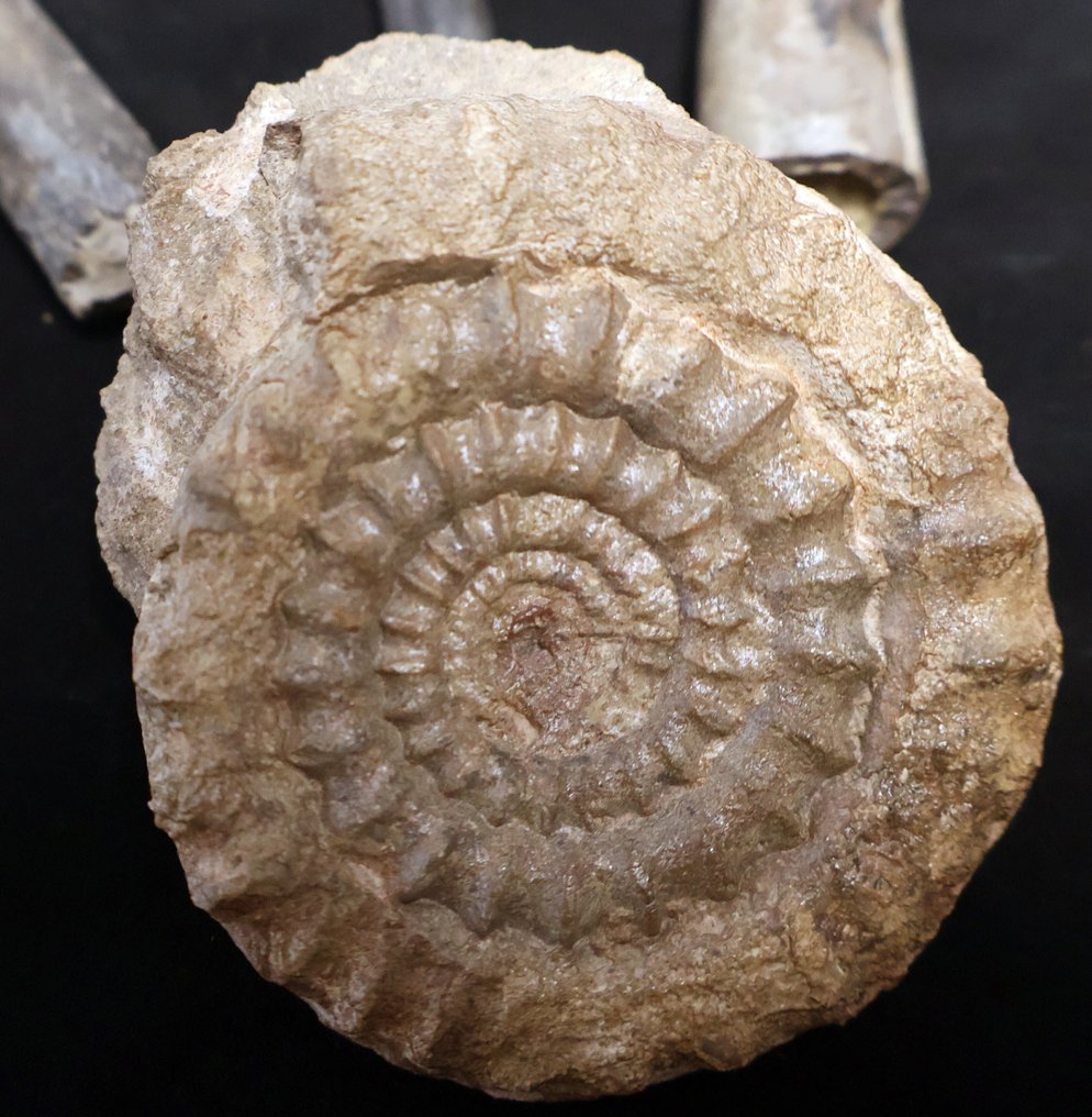 Σετ διαφόρων απολιθωμάτων από την Ιουρασική - χωρίς ελάχιστη τιμή. - Απολιθωμένο κέλυφος  (χωρίς τιμή ασφαλείας) #1.0