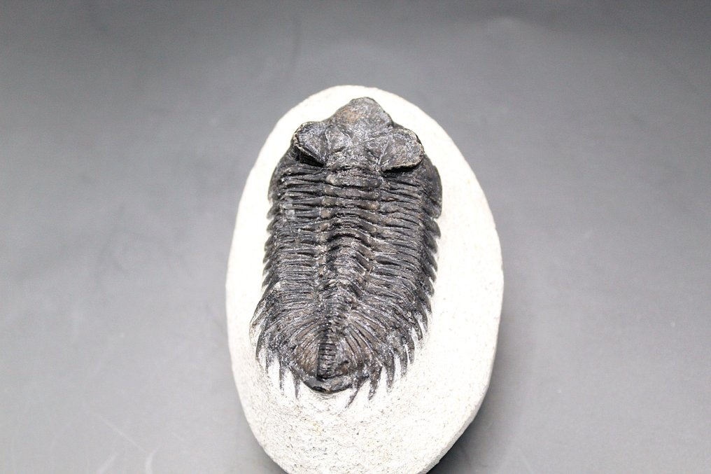 Trilobita - Matriz fóssil  (Sem preço de reserva) #2.1