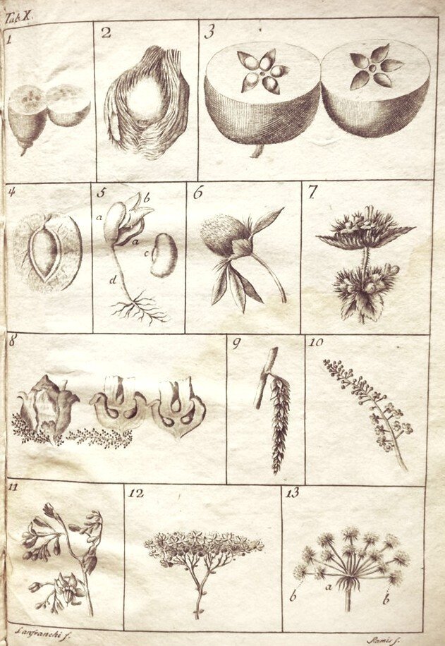 Scopoli Giovanni Antonio. - Fundamenta Botanica. - 1783 #1.0