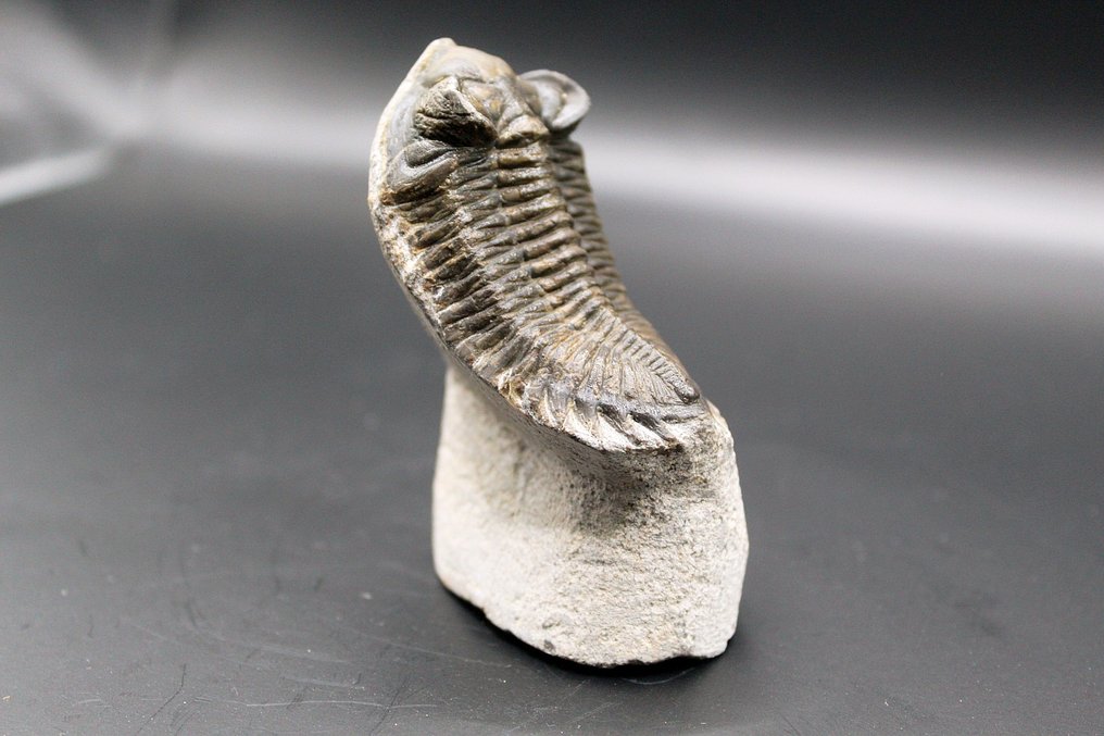 Trylobit - Matryca (skamieniałości) - Metacanthina sp. (Bez ceny minimalnej
) #2.1