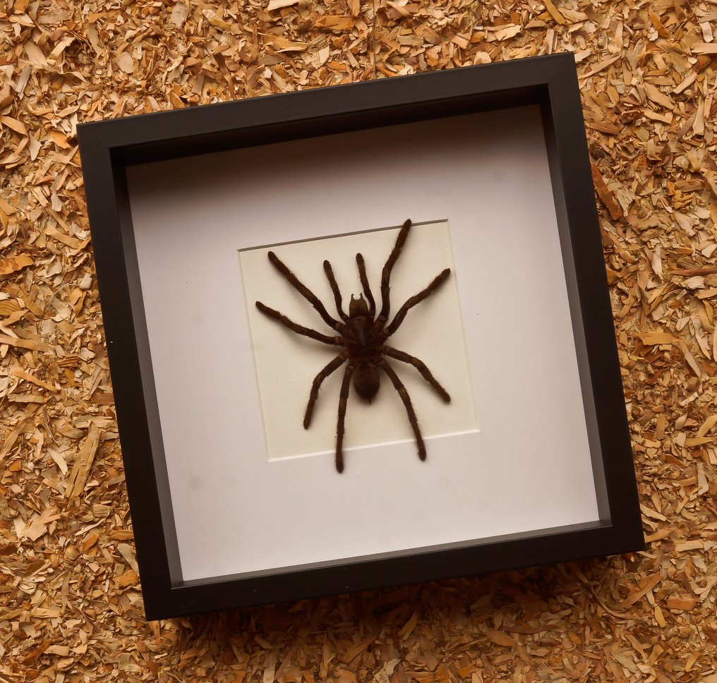 Tarantula Eksponat taksydermiczny (całe ciało) - Eurypelme spinicrus - 27 cm - 27 cm - 6 cm #1.0