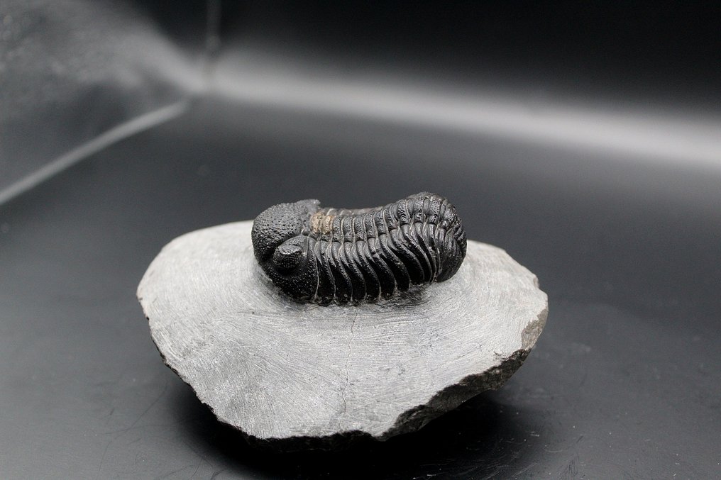 Trilobit - Fossil-Matrix - Phacops (Ohne mindestpreis) #4.3