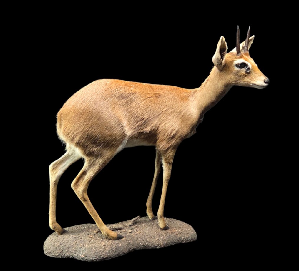 Steenbock duiker - ολοκληρωμένη μουμιοποίηση Βάση ταρίχευσης ολόκληρου σώματος - Raphicerus camprestris - 73 cm - 65 cm - 0 cm - Είδη που δεν ανήκουν στο CITES #1.0
