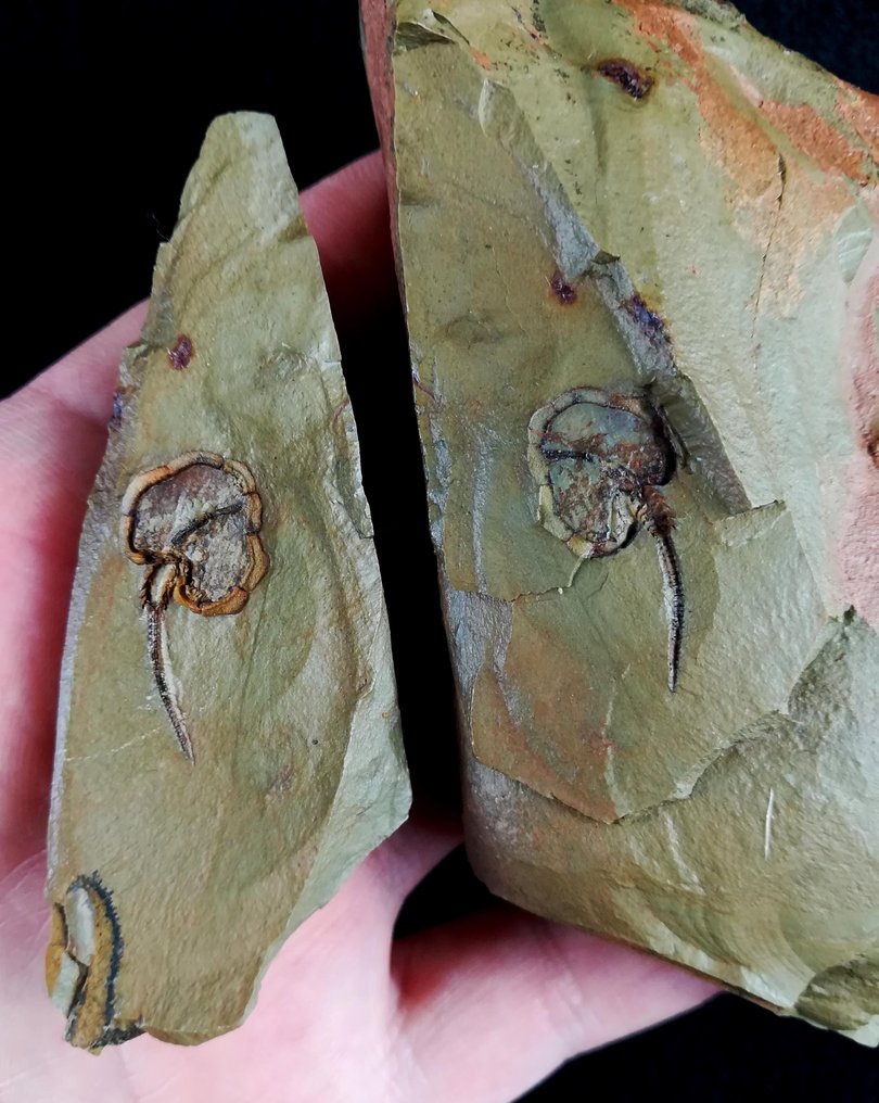 Mysterious primitive echinoderm! - Horned - Fossiliserat djur - Amygdalotheca griffei (UBAGHS, 1969) - 90 mm - 60 mm #1.0