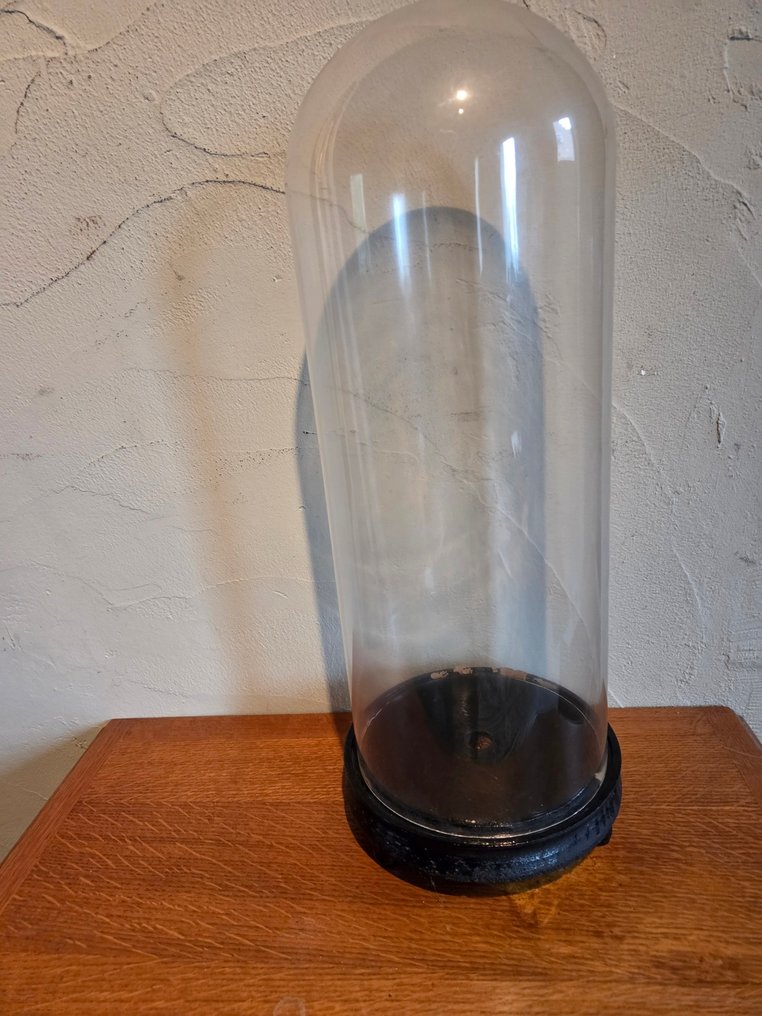 Globe - stolp - antiek - 1901-1920 - Antique round bell jar, original wooden base, dimensions: height without base: +/- 46 cm, diameter: #1.0