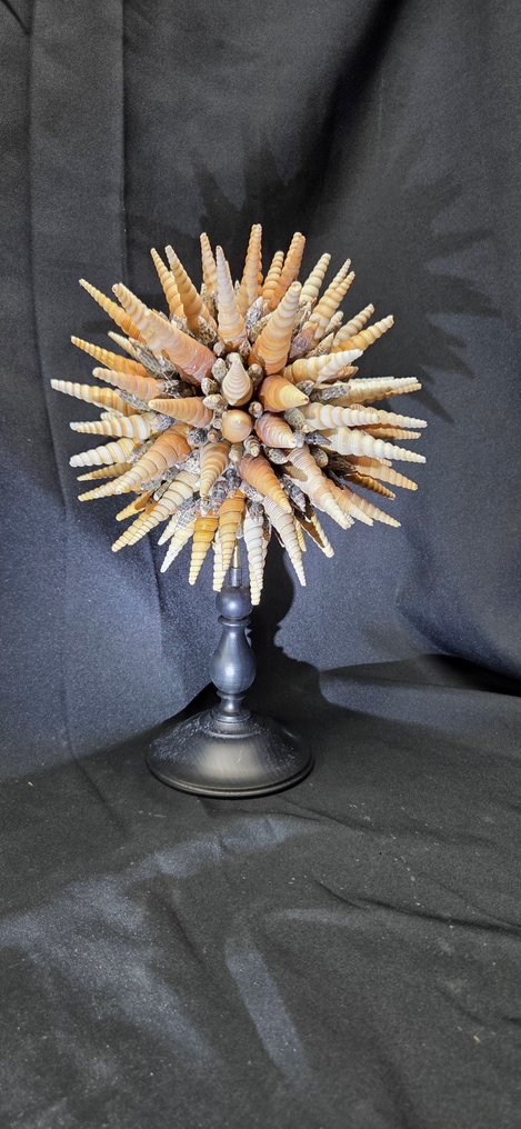 Fabulous shell star creation on metal display stand ( diameter 26 cm ) - 立体透视模型 - 1990-2000 #2.1