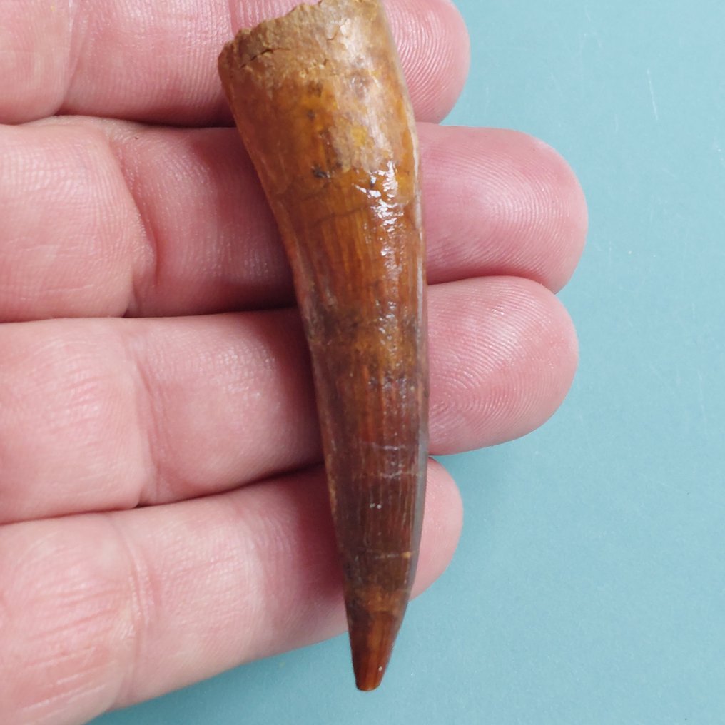 Dinosaur - Fossil tooth - Spinosaurus aegyptiacus - 72 mm - 18 mm #2.1