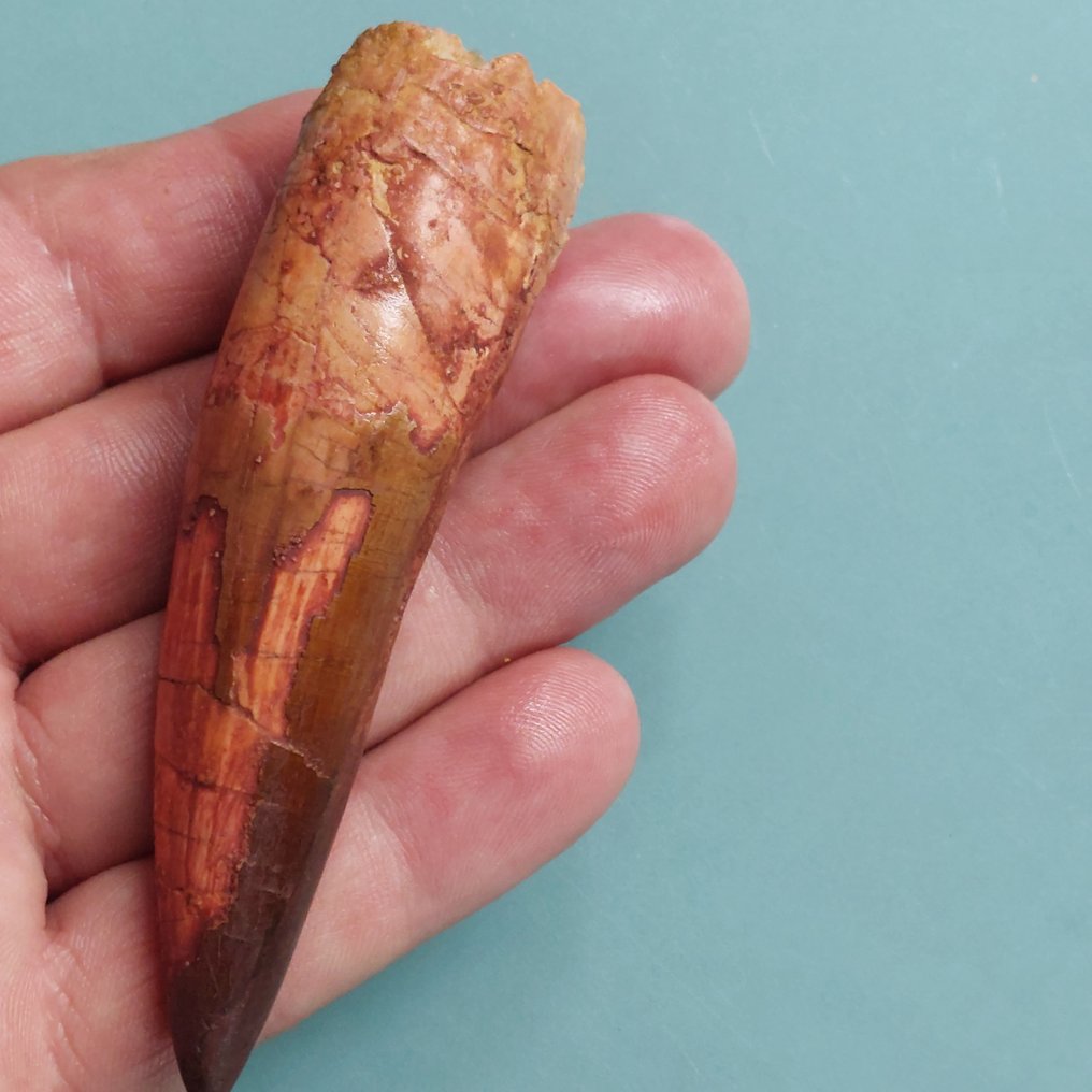 Dinosauro - Dente fossile - Spinosaurus aegyptiacus - 95 mm - 25 mm #1.0